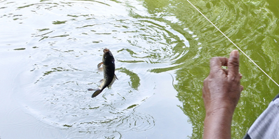 Umpan Air Tawar : Racikan Umpan Untuk Lomba Ikan Mas, Putih Telor Ayam
