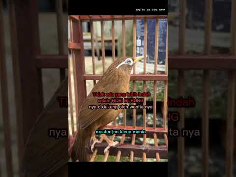 burung wambi #kicaumania