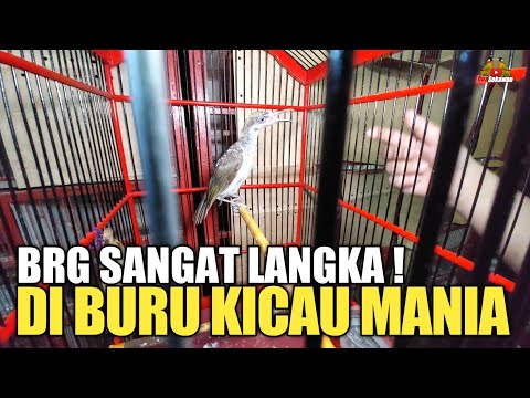 ADA BURUNG SANGAT LANGKA YANG PALING DI BURU KICAU MANIA DI KIOS PASAR BURUNG PRAMUKA