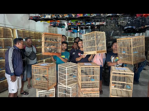 OBRAL MURAI BATU DANA PELAJAR !!! MURAI BATU TROTOL DAN NGACORAN PROSPEK BUAT GACO LOMBA