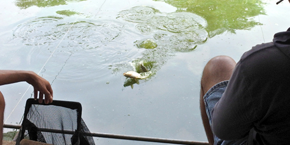 Umpan Air Tawar : Racikan Umpan Mas Harian & Lomba, Jitu Super Amis