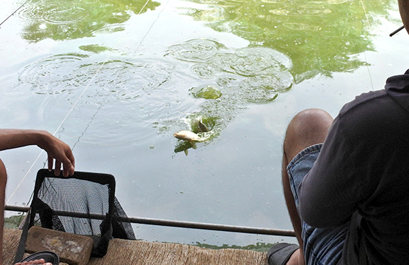 umpan-air-tawar-:-racikan-umpan-mas-harian-&-lomba,-jitu-super-amis