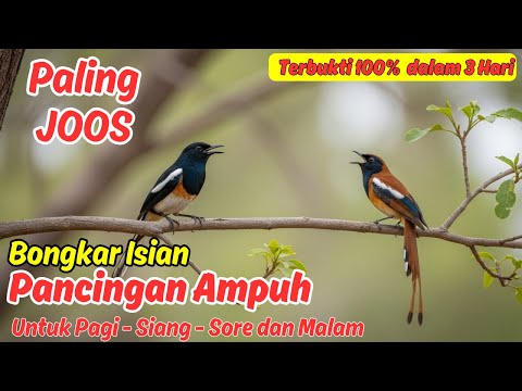Pancingan Murai Batu Ampuh, Agar Cepat Nyamber dan Emosi