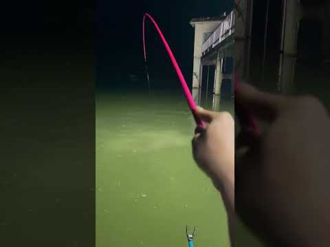 cara mudah memancing ikan nila #mancingnila #shortsvideo #mancingmania #shortsvideo #mancing