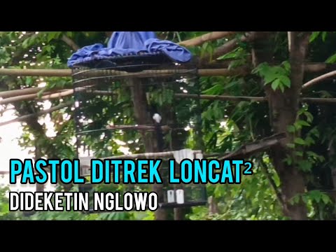 Pastol Ditrek Loncat² || Bengkel Murai Batu