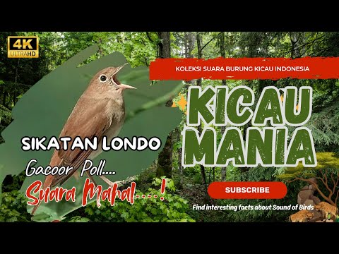Suara Sikatan Londo Paling Dicari Kicau Mania Sekali Dengar Langsung Nyaut!  #sikatanlondo #bulbul