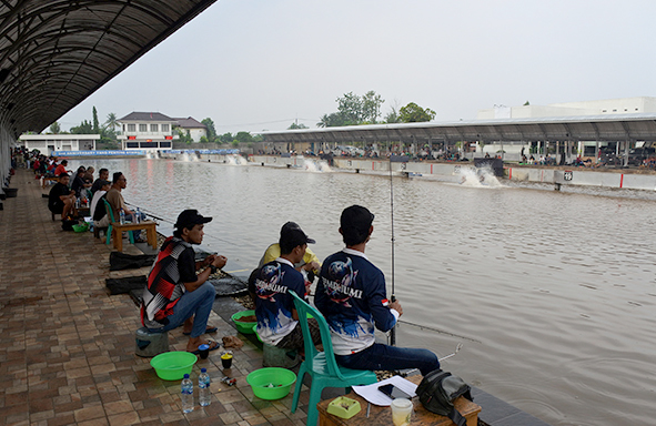 telaga-silet-:-hadir-untuk-para-maniak-ikan-mas-babon,-ada-galatama-&-galapung