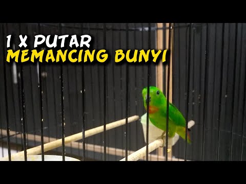 Burung serindit gacor – pancingan serindit agar bunyi – kicau mania .20