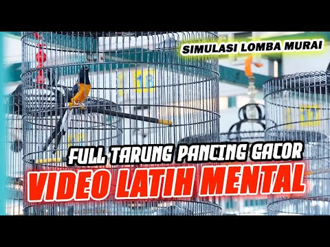 LIVE  2 – PANCINGAN FIGHTER SIMULASI LOMBA MURAI BATU ‼️