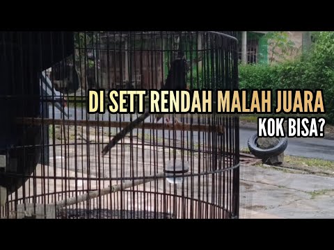 Di Sett Rendah Malah Juara || Bengkel Murai Batu