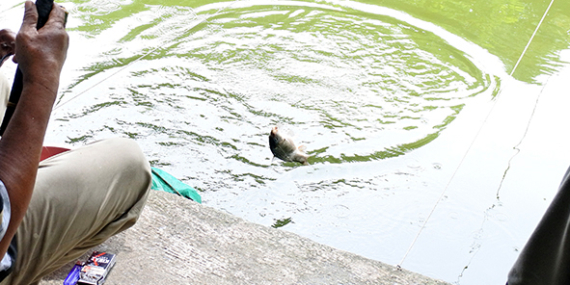 Umpan Air Tawar : Racikan Umpan Paikin Super Putih Untuk Ikan Mas