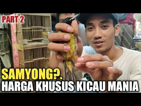 HARGA KHUSUS UNTUK KICAU MANIA?.SAMYONG NOPENG,PASAR BURUNG PRAMUKA,KIOS EDIE JOVANIS