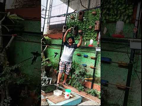 #aviary #kicaumania #aviaryminimalis #jalakbali #jalaksurenindonesia