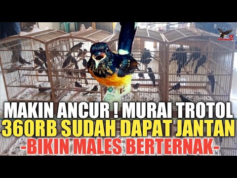 TERLALU MURAH 😭CUMA 360RB DAPAT JANTAN, BIAR KICAU MANIA PADA PUNYA MURAI TROTOL, ABADI BIRD CAKUNG