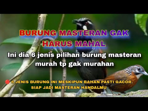 WAJIB TAU 5 BURUNG MASTERAN MURAH.  TAPI MEWAH INCARAN KICAU MANIA