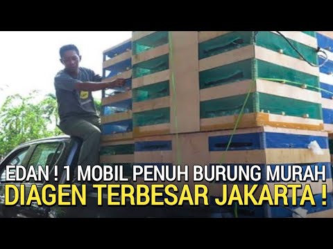 DIJAMIN MURAH ! TURUN SATU MOBIL PENUH BURUNG IDOLA KICAU MANIA DI DAERAH JAKARTA TIMUR