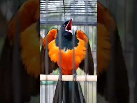 Gacorrr muraibatu full isian pancingan nyaut#birds #kicaumania