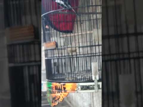 KACER MULAI TIMBUL BIRAHI NYA #kicaumania #kacermania #kacerfighter #burungkicau #burung