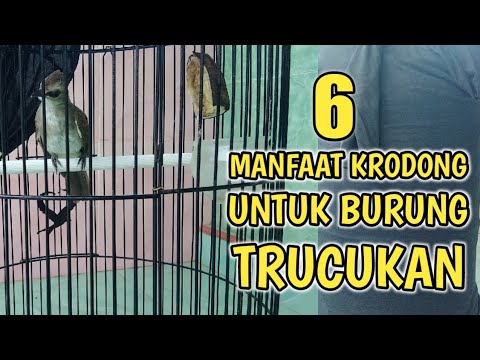 Ini Alasan Banyak Kicau Mania Menggunakan Krodong Buat Trucukan Nya ! Ternyata Ini Alasan Nya😱
