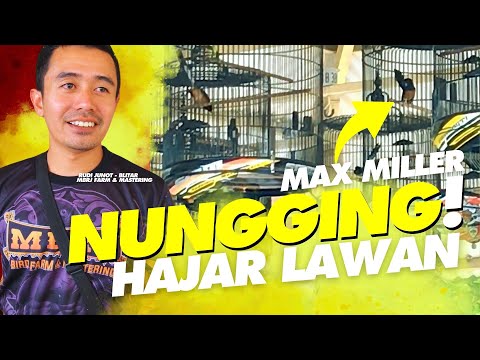 SANGKAR SMM Babak Belur‼️Dihajar Murai MAXX MILLER Dari Tulungagung