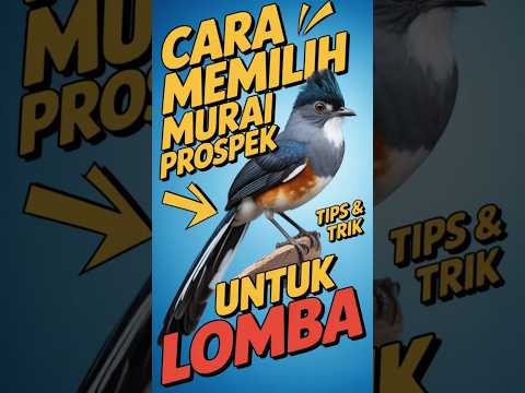 Cara Memilih Murai Batu Prospek untuk Lomba