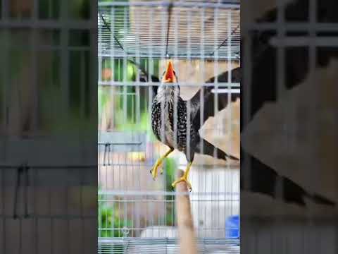 Gacorr muraibatu termahal di Asia tenggara plat kuning#birds #muraibatu