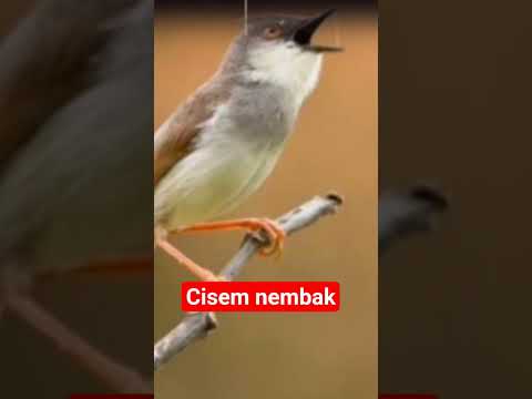 Masteran cisem gacor nembak2.