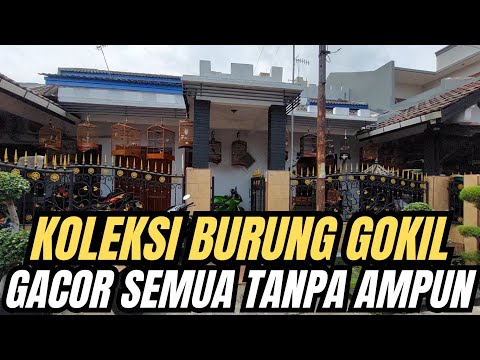 SYOK LIAT KOLEKSI BURUNG DIRUMAH INI‼️ ISINYA GACOR SEMUA TANPA AMPUN🔥