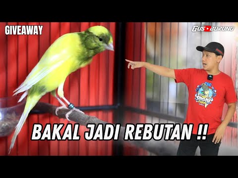 Spek MEWAH❗FULL KENARI MLENGKUNG MBONGKOK !!