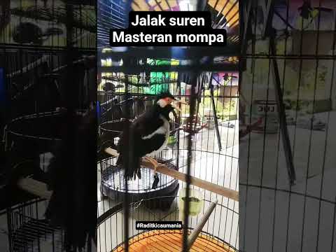 Jalak suren Gacor#shorts#birds#starlings#youtubeshorts#jalaksurenfullisian#viral#fyp#reels#burung