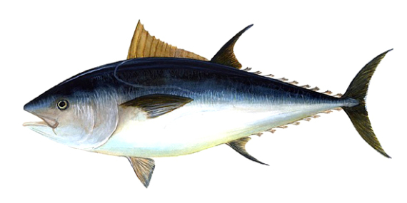 Tuna : Ikan yang Senang Melanglang Buana, Berikut 4 Jenis Alat Penangkap Tuna