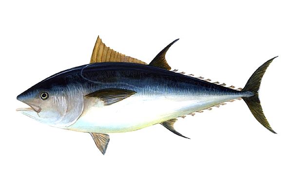 tuna-:-ikan-yang-senang-melanglang-buana,-berikut-4-jenis-alat-penangkap-tuna