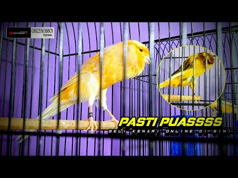3 Februari 2026 INFO TERBARU YG MURAH” KUWALITAS MEWAH.