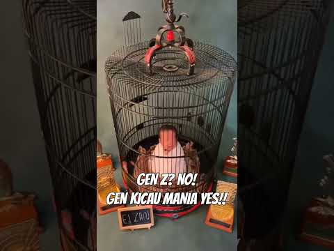 Gen Kicau Mania Yes!! #aaduki #kicaumania