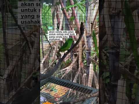 serindit.                                                 bantu subscribe#viralshort#kicau mania