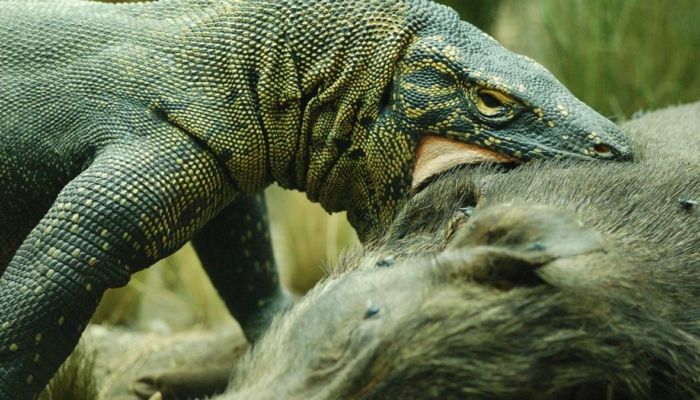 evolusi-terisolasi:-kondisi-geografis-yang-membuat-komodo-menjadi-predator-puncak