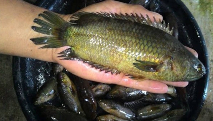 punya-dua-alat-pernapasan,-inilah-ikan-papuyu-dari-perairan-kalimantan