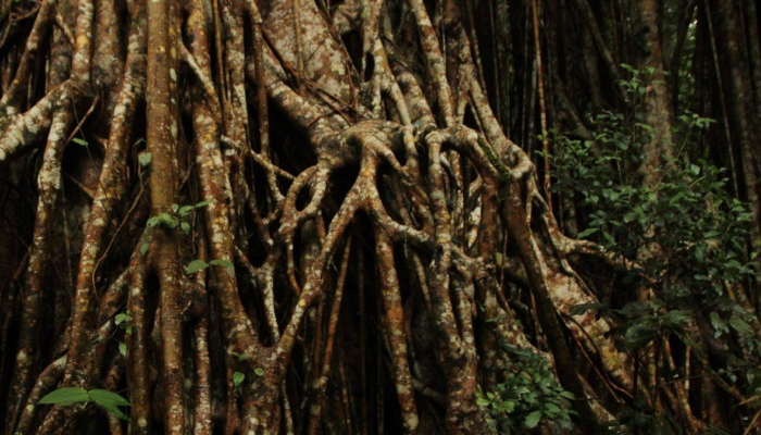 akar-bajakah,-obat-herbal-dari-kalimantan-ternyata-berasal-dari-tanaman-ini