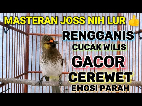 RENGGANIS / CUCAK WILIS GACOR FUL CEREWET MERDU || masteran terbaik untuk trucukan dan burung lainya