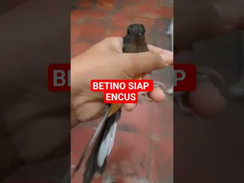 MURAI BETINA KIOS ARUN KICAU