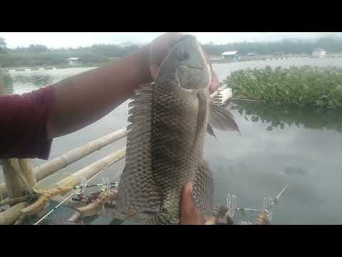 MANCING TANPA UMPAN||SPOT TERBAIK MANCING SAGULING
