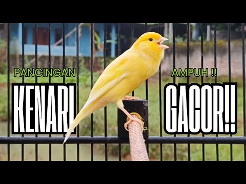 Pancingan Kenari GACOR panjang untuk Masteran Kenari PAUD & agar Kenari diam agar bunyi & gacor
