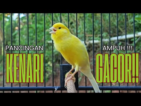 Pancingan Kenari GACOR panjang untuk Masteran Kenari PAUD & agar Kenari diam agar bunyi & gacor