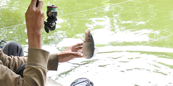 Umpan Air Tawar : Racikan Umpan Always Strike Carbo X Untuk Mas Pelampungan