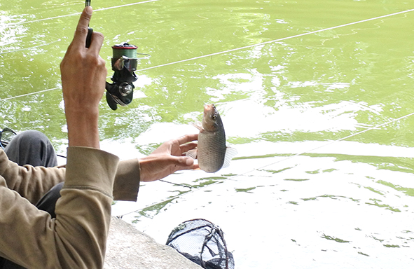 umpan-air-tawar-:-racikan-umpan-always-strike-carbo-x-untuk-mas-pelampungan