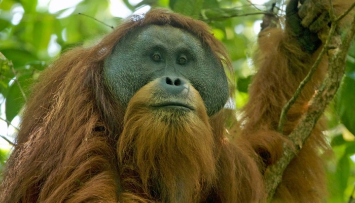 nasib-malang-orangutan-tapanuli:-tantangan-konservasi-di-tengah-proyek-energi
