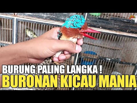 INI DIA ! BURUNG PALING LANGKA BURONAN KICAU MANIA DI KIOS PASAR BURUNG PRAMUKA