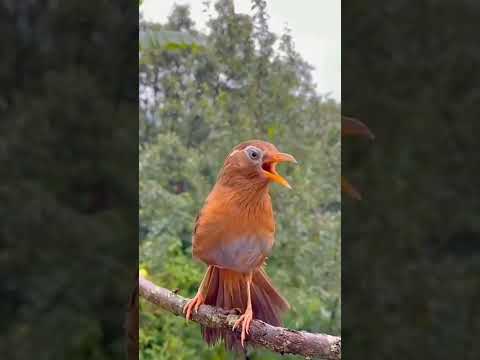 Wambi gacor di alam liar #birds #burungmerdu #burungberkicau #burungkicaumania #birdsounds