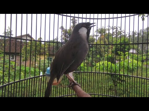 POKSAY HONGKONG NGEPLONG GACOR ‼️MASTERAN FAVORIT KICAU MANIA