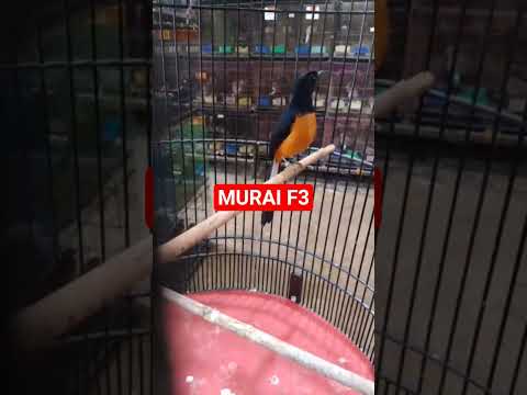 MURAI PASTOL SERI F3 KIOS ARUN KICAU